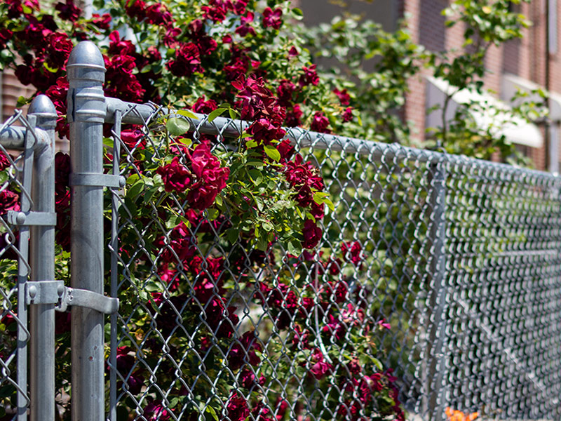 Chain Link Fence Contractor in Athens Georgia